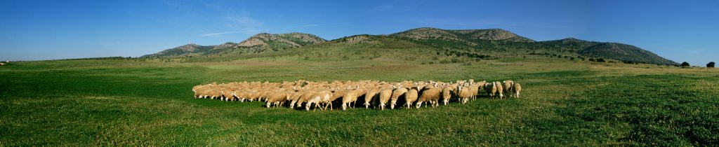 Ganadería de oveja manchega Gómez Moreno pastando en las sierras de Herencia